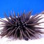 corals inverts - eucidaris tribuloides - pencil urchin stocking in 44 gallons tank - Urchin