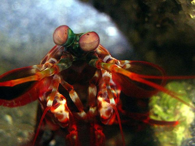 corals inverts - odontodactylus scyllarus - peacock mantis shrimp stocking in 44 gallons tank - Peacock Mantis Shrimp