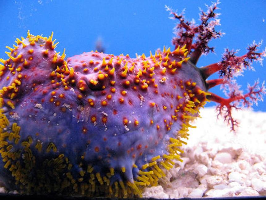Rated #5: Corals Inverts - Pseudocolochirus Violaceus - Sea Apple Stocking In 44 Gallons Tank - Sea Apple