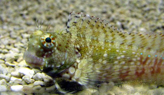 saltwater fish - salarias fasciatus - sailfin/algae blenny stocking in 44 gallons tank - Lawnmower Blenny