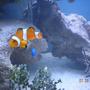 saltwater fish - amphiprion percula - true percula clownfish stocking in 90 gallons tank - "Food?"
