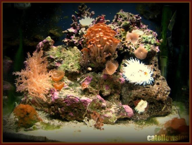 corals inverts - alveopora sp. - alveopora coral stocking in 8 gallons tank - 8 gallons of fury!