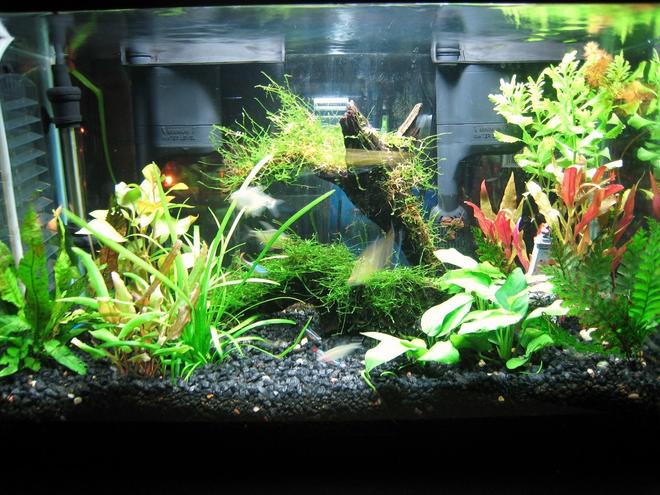 10 gallons planted tank (mostly live plants and fish) - fishtank