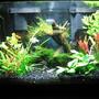 10 gallons planted tank (mostly live plants and fish) - fishtank
