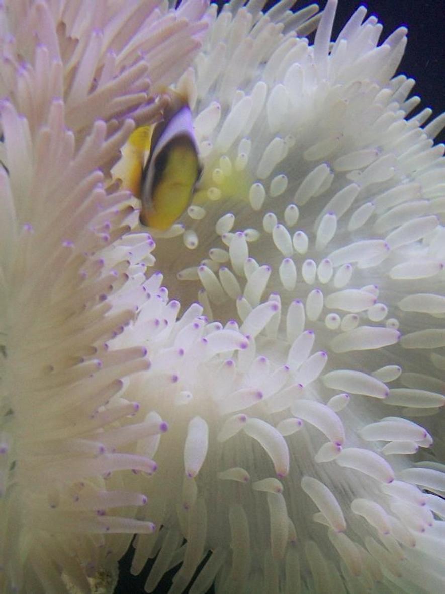 Rated #64: Corals Inverts - Condylactis Gigantea - Condy Anemone Stocking In 90 Gallons Tank - awesome clown in anemone