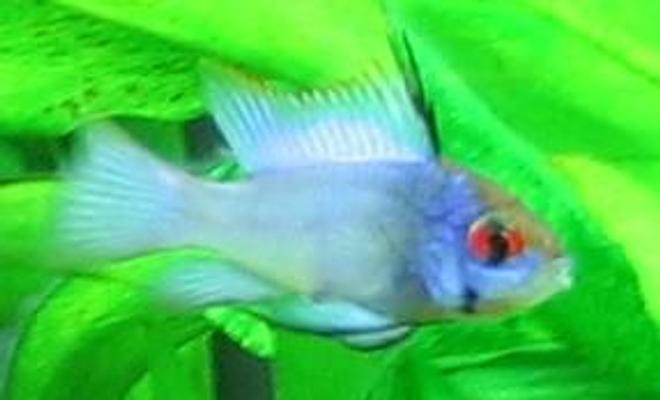 freshwater fish - papiliochromis ramirezi - electric blue ram stocking in 40 gallons tank - Electric Blue Ram
