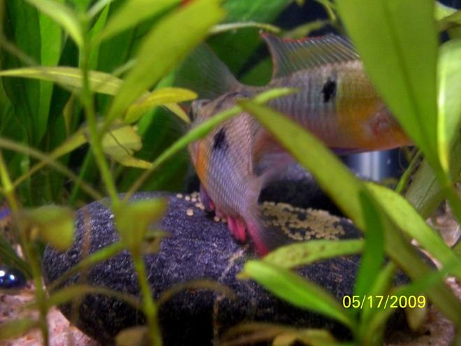 freshwater fish - microgeophagus altispinosa - bolivian ram stocking in 55 gallons tank - Right corner of tank. The Bolivian Rams spawning on a river rock.