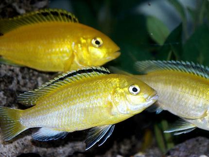 freshwater fish - labidochromis caeruleus - electric yellow cichlid stocking in 55 gallons tank - Pretty Electric Yellow Labs