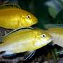 freshwater fish - labidochromis caeruleus - electric yellow cichlid stocking in 55 gallons tank - Pretty Electric Yellow Labs