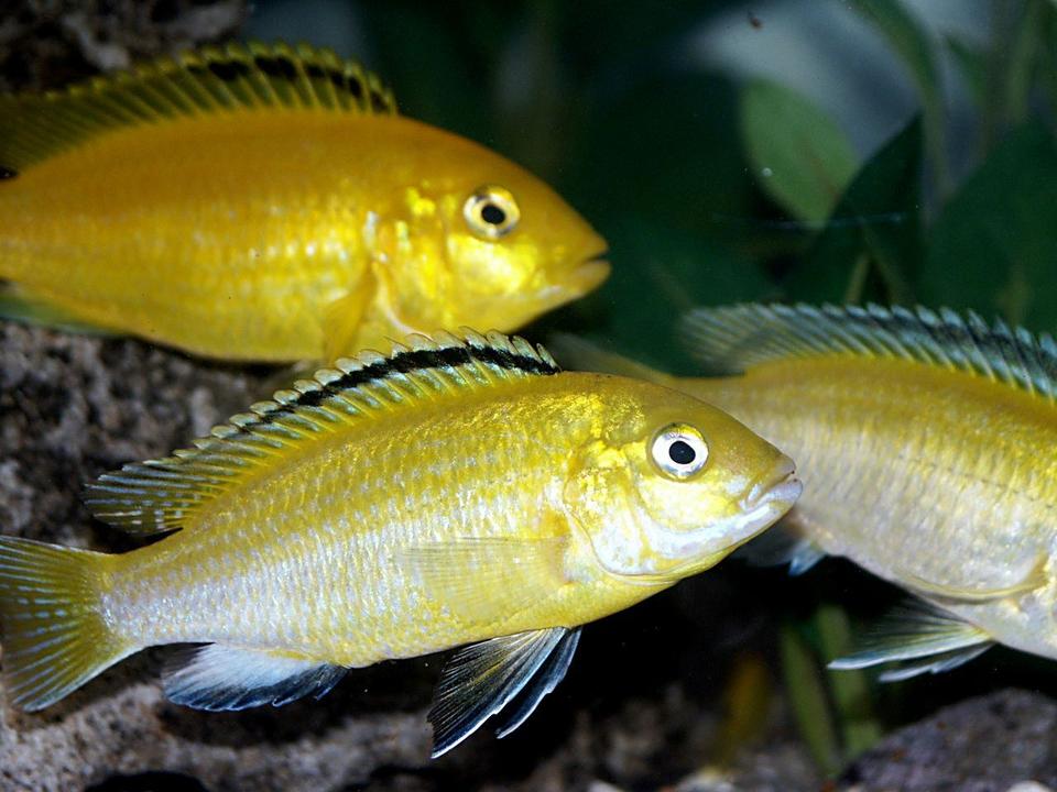 freshwater fish - labidochromis caeruleus - electric yellow cichlid stocking in 55 gallons tank - Pretty Electric Yellow Labs