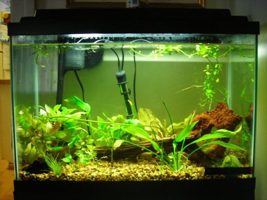 Rated #199: 20 Gallons Planted Tank - New 20g High, upgraded from 15g long.