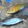 freshwater fish - cyrtocara moorii - blue dolphin cichlid stocking in 120 gallons tank - moorii, and limax hap.