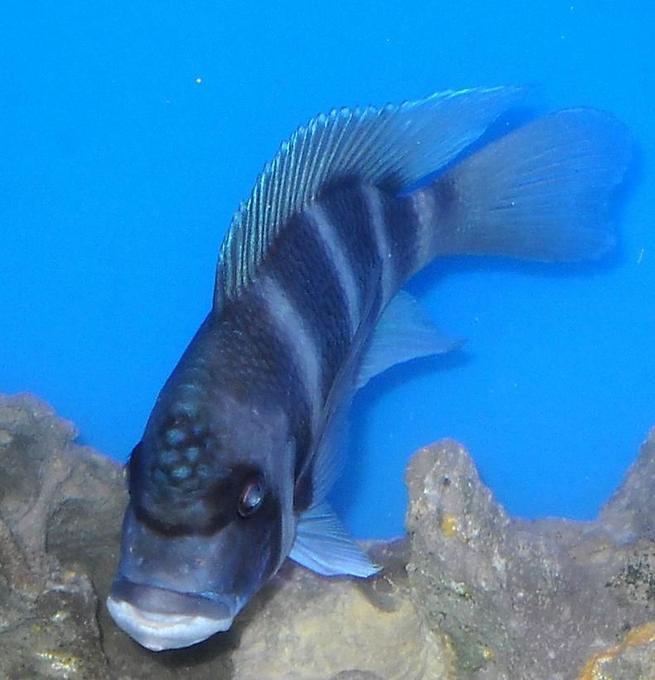 freshwater fish - cyphotilapia frontosa - frontosa cichlid stocking in 120 gallons tank - Looking mad, frontosa.