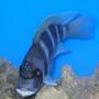 freshwater fish - cyphotilapia frontosa - frontosa cichlid stocking in 120 gallons tank - Looking mad, frontosa.