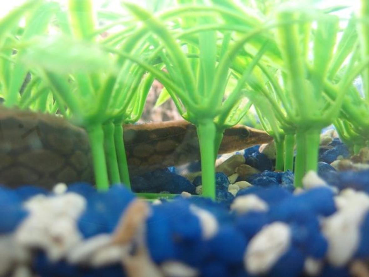 freshwater fish - mastacembelus armatus - tire track eel stocking in 70 gallons tank - Another picture I captured, I'm not sure if it's the same tiretrack as the other or my other one, they're so similar in size