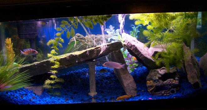 29 gallons freshwater fish tank (mostly fish and non-living decorations) - This is My 29 Gallon Cichlid tank i use slate rock for the decoration. i have 6 Cichlids total