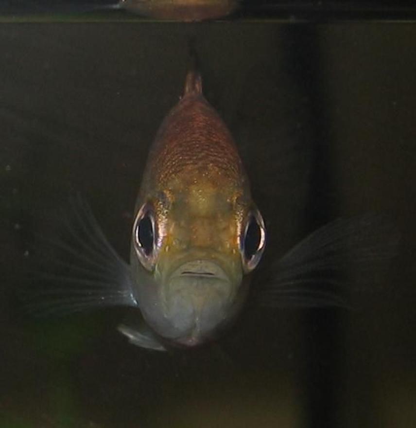 Rated #346: Freshwater Fish - Lepomis Gulosus - Warmouth Sunfish Stocking In 20 Gallons Tank - sunfish