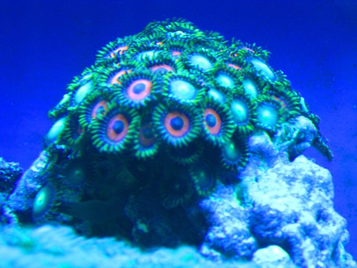 corals inverts - zoanthus sp. - button polyp, pink stocking in 33 gallons tank - Zooanthids
