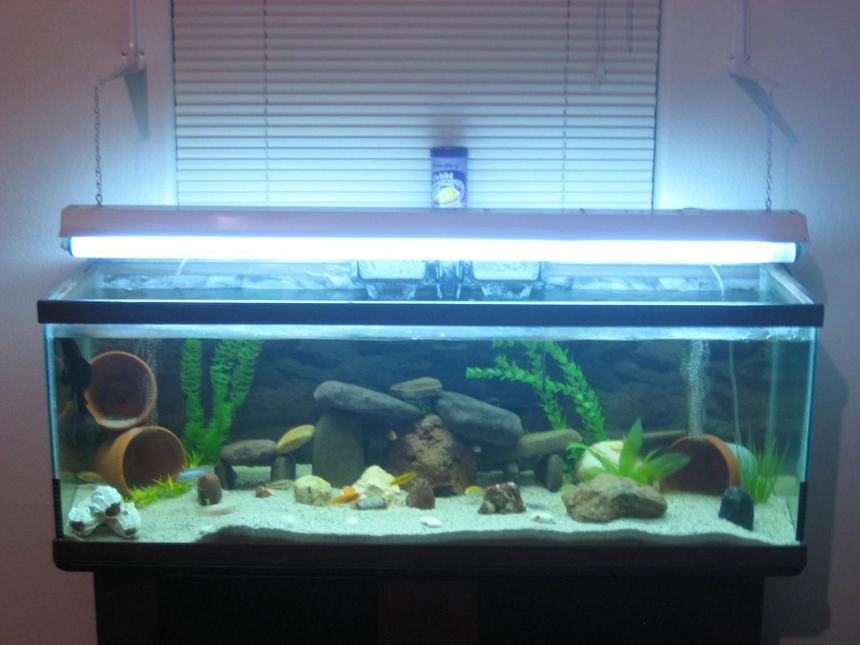 Rated #1828: 55 Gallons Freshwater Fish Tank - First Mbuna Malawi tank