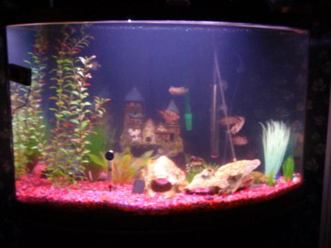 36 gallons freshwater fish tank (mostly fish and non-living decorations) - 36 gallon community tank, I know the fish look wierd in this photo.