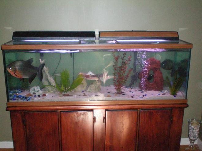 100 gallons freshwater fish tank (mostly fish and non-living decorations) - Our 100 Gallon. I tried to leave it a little more open than most tanks containing cichlids because I want the Pacu to have lots of room to swim around. There are at least 3 good hiding areas for all of the other fish to be in...Not to mention the plants and such.