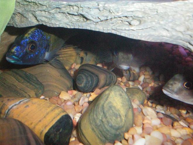 freshwater fish - aulonocara baenschi - sunshine peacock stocking in 100 gallons tank - The Peacocks we hope will breed. I LOVE THIS PIC!