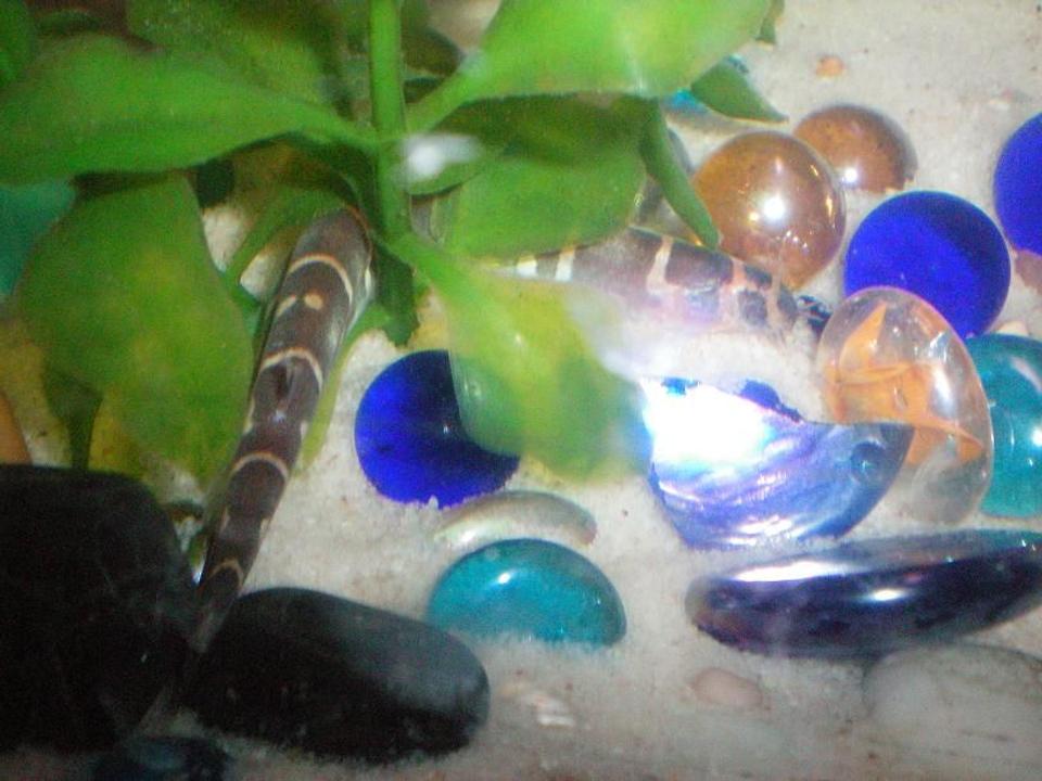 freshwater fish - pangio sp. - black kuhlii loach stocking in 100 gallons tank - Our Khouli Loach. He's cool!