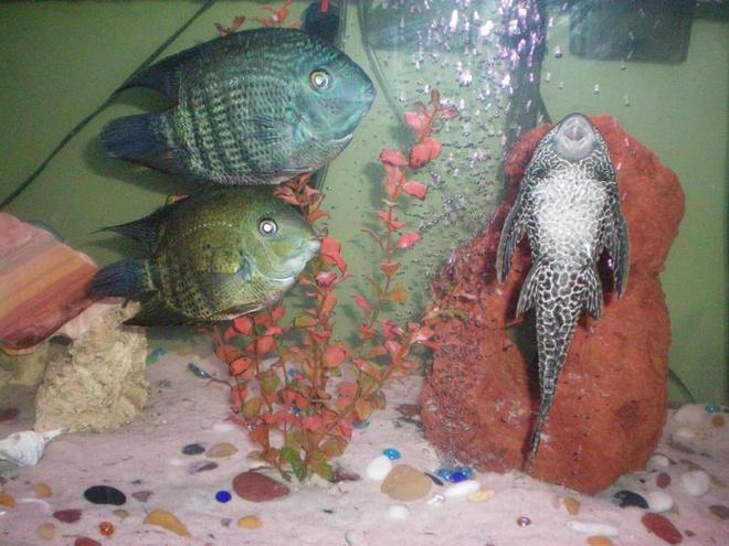 freshwater fish - heros serverus - green severum stocking in 100 gallons tank - Our large Pleco and 'The Duo' (pair of Green Severum Cichlids)