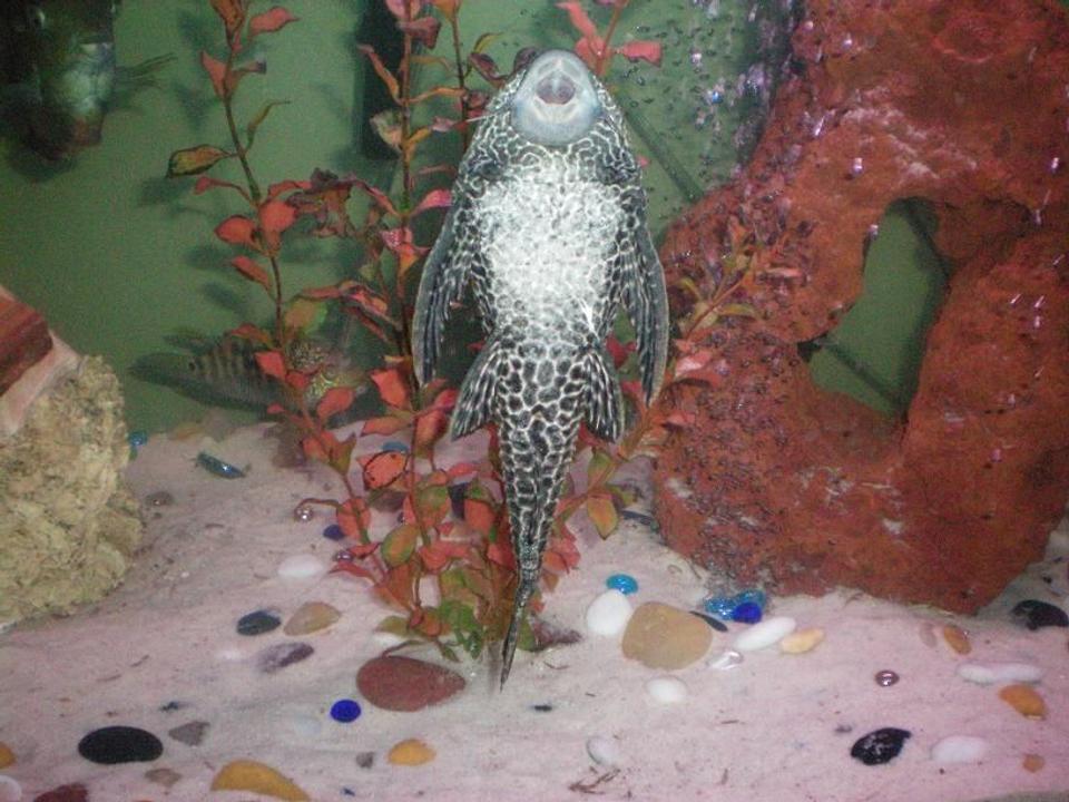 freshwater fish - glyptoperichthys gibbiceps - sailfin pleco (l-83) stocking in 100 gallons tank - our large Pleco.