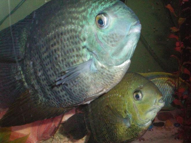 freshwater fish - heros serverus - green severum stocking in 100 gallons tank - Our pair of Green Severum Cichlids. I call em 'The Duo'!