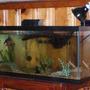 fish tank picture - A pic of our Pacu when he was lil and living in the 40 gallon. Look hard, top left of the aquarium...Yep thats him! Oh and our turtles are in the top left also. They were so little. We got em' big and strong though and let them go back into the wild!