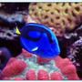 saltwater fish - paracanthurus hepatus - blue tang stocking in 125 gallons tank - Blue Tang