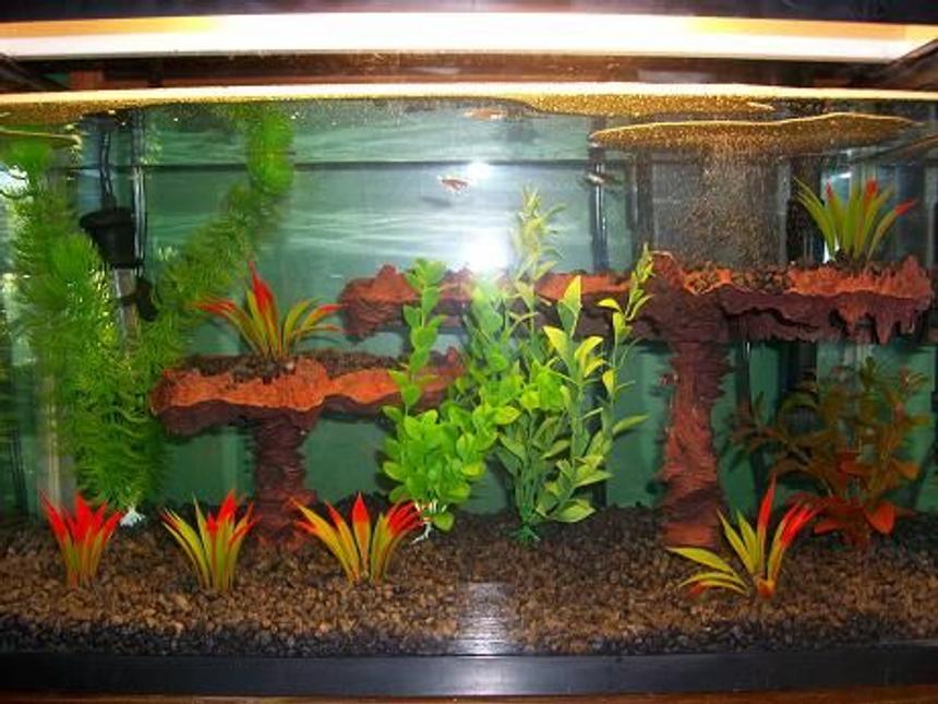 Rated #2696: 10 Gallons Freshwater Fish Tank - My current 10 gallon.