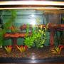 10 gallons freshwater fish tank (mostly fish and non-living decorations) - My current 10 gallon.