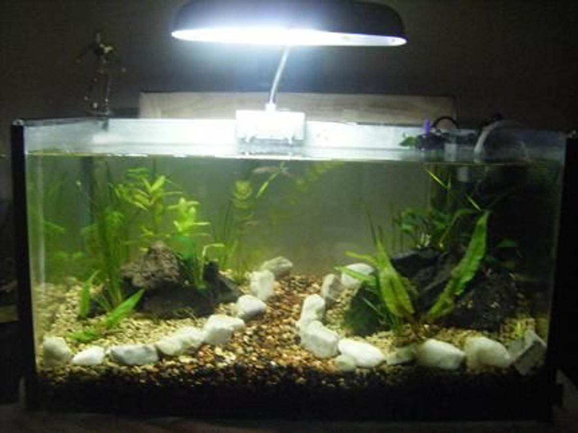 5 gallons planted tank (mostly live plants and fish) - low tech nano planted guppy tank