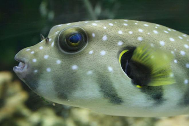 saltwater fish - arothron hispidus - stars and stripes puffer stocking in 220 gallons tank - Stars and Stripes puffer. He is a greedy boy, you can see his belly bulging after a large meal and he will take a lie down to rest! Lots of personality!