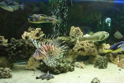 saltwater fish - pterois volitans - volitan lionfish stocking in 220 gallons tank - busy busy