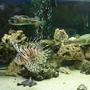 saltwater fish - pterois volitans - volitan lionfish stocking in 220 gallons tank - busy busy