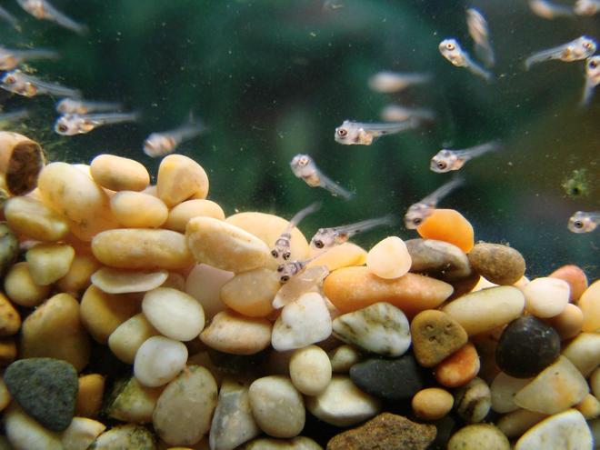freshwater fish - heros serverus - green severum stocking in 200 gallons tank - Green severum fry born june 09 which later died/were eaten by their parents