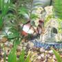 freshwater fish - puntius tetrazona - tiger barb - Tiger barbs