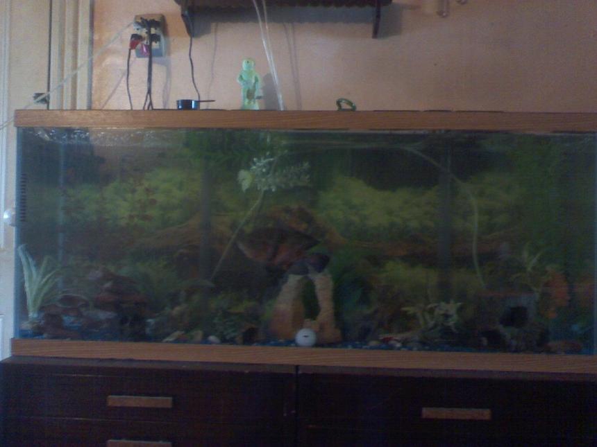 Rated #4245: 55 Gallons Freshwater Fish Tank - a lil merky from changeing the tank around cus the jack dempsy keeps beating up the green terror..an theres the king of the tank..leonidas the oscar