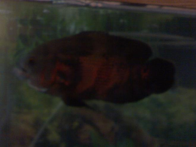 freshwater fish - astronotus ocellatus - tiger oscar stocking in 55 gallons tank - leonidas my 9 in. oscar.. a lil blury he wont stay still 4 the camara..lol