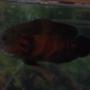 freshwater fish - astronotus ocellatus - tiger oscar stocking in 55 gallons tank - leonidas my 9 in. oscar.. a lil blury he wont stay still 4 the camara..lol