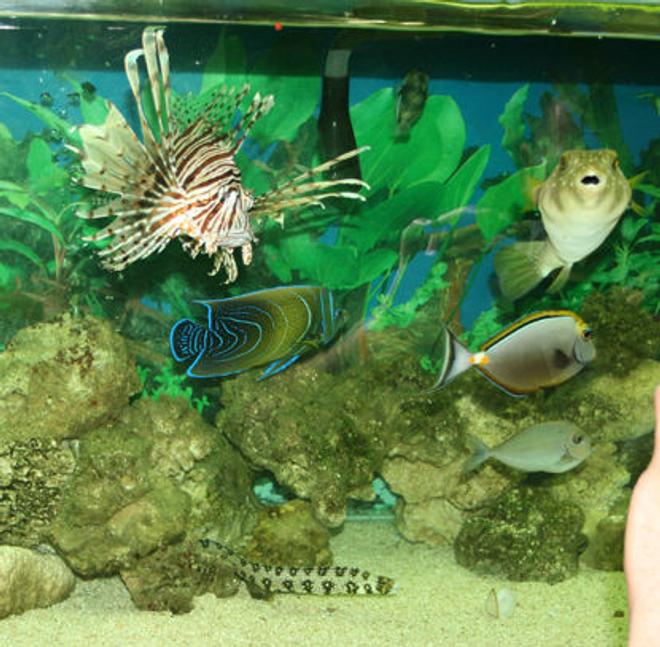 saltwater fish - naso lituratus - naso tang stocking in 220 gallons tank - stars and stripes puffer, Volian Lion, Lipstick tang, Koran Angel, picasso trigger, Blue spot tang, Snowflake moray eel
