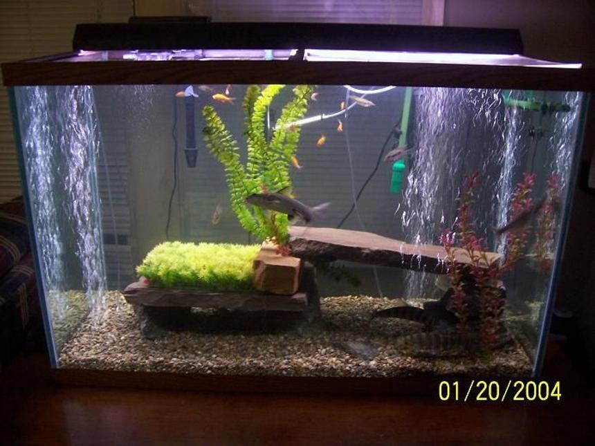 Rated #3686: 150 Gallons Freshwater Fish Tank - 150 gallon brackish fish tank pea gravel base large river rock and slate pieces.
