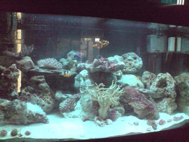 30 gallons saltwater fish tank (mostly fish, little/no live coral) - after 3months