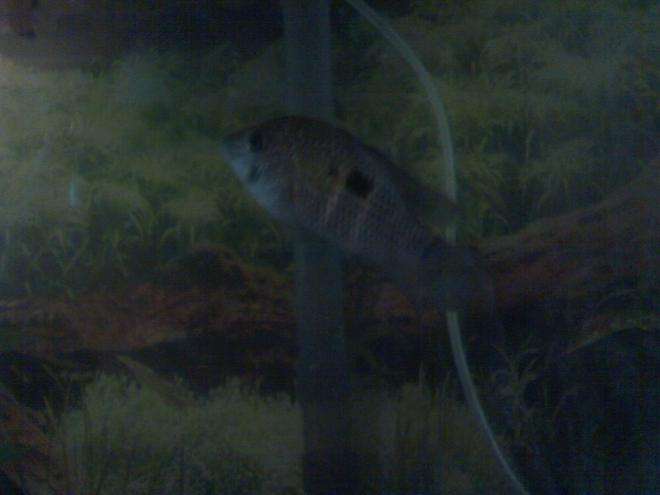 freshwater fish - aequidens rivulatus - green terror stocking in 55 gallons tank - bizarre my 2 in. female green terror