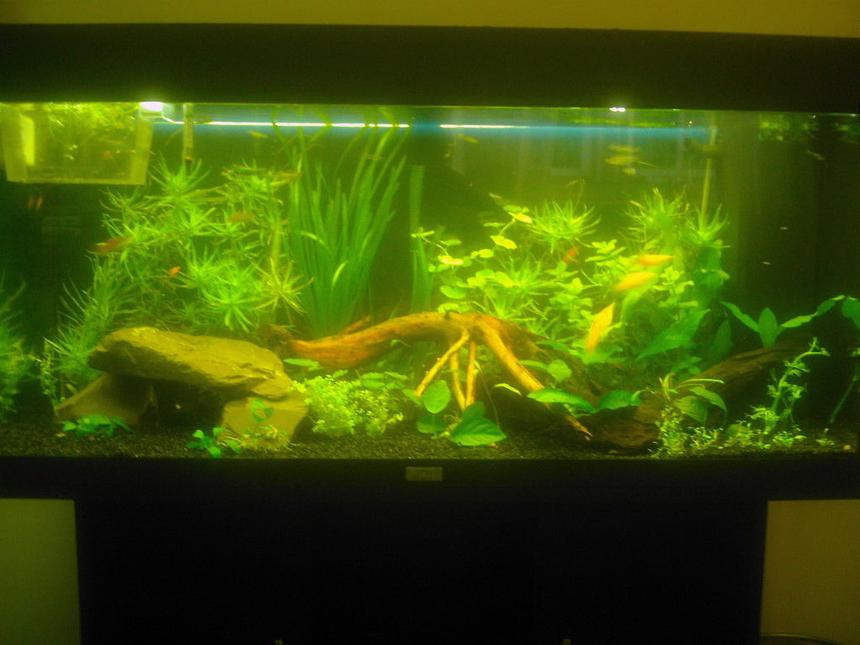 Rated #118: 40 Gallons Planted Tank - My Juwel Rio 180 planted tank.