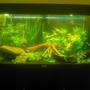 40 gallons planted tank (mostly live plants and fish) - My Juwel Rio 180 planted tank.