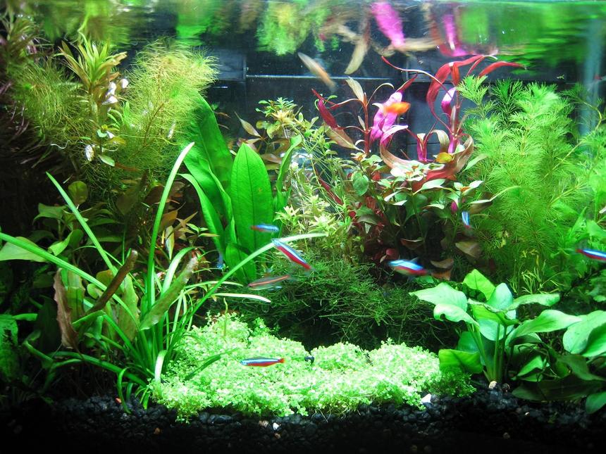Rated #320: 10 Gallons Planted Tank - My tank